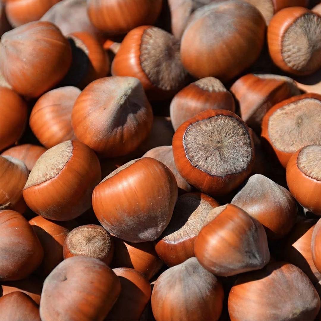 Al-Tammar Hazel Nuts Brown – Imported Premium Dry Fruit
