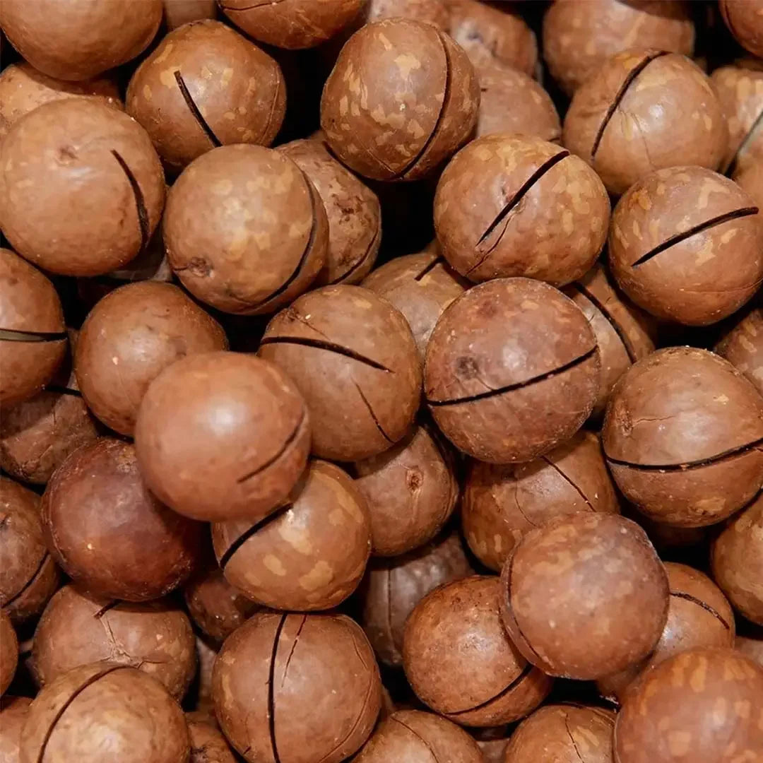 MACADAMIA IN SHELL - AL-TAMMAR